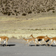 Vicuña in the Andes Mountains—a possible prey animal among people living in the region 9,000 years ago.